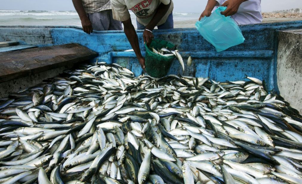 Nos Mercados E Peixarias O Preço Da Sardinha