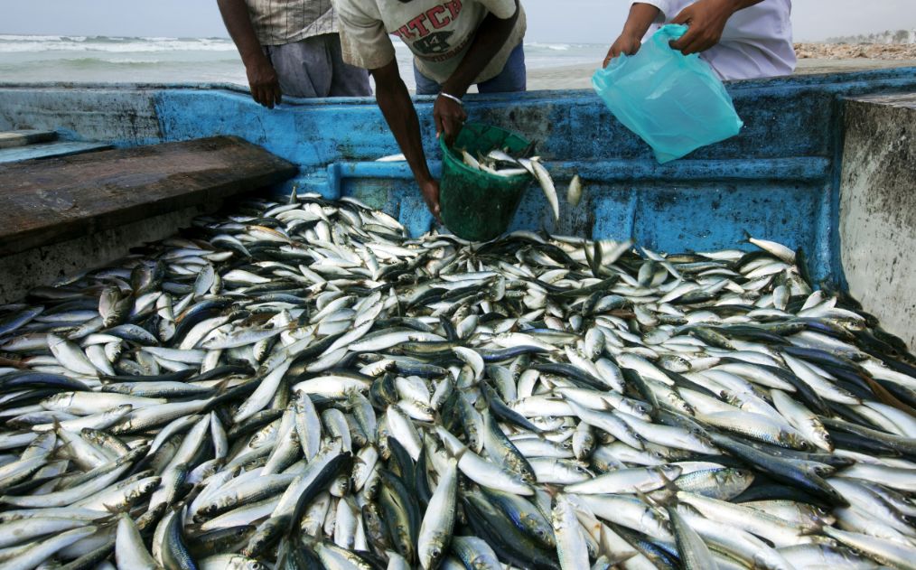 Taxa para importar sardinha cai para 2%