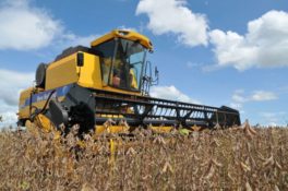 Study shows uptrend in soya sales to Arab countries