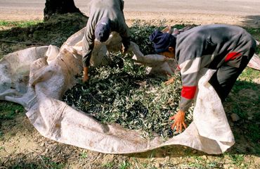 IMF: Morocco to grow 4.7% in 2015