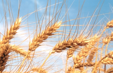 Brazilian wheat exports in decline